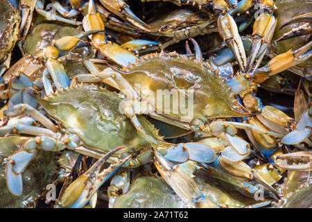 Blauen Krabben zum Verkauf der DC-Fischmarkt auf Maine Ave SW, Washington, DC. Stockfoto