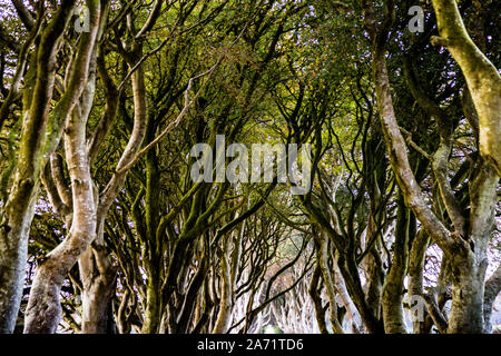 The Dark Hedges in der Nähe von Ballymoney, Nordirland Stockfoto