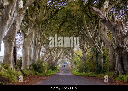 The Dark Hedges in der Nähe von Ballymoney, Nordirland Stockfoto