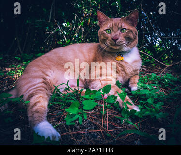 Orange Out Door cat Stockfoto