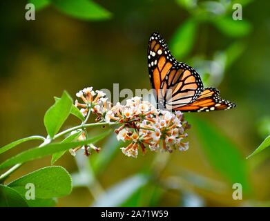 Schmetterling, Monarch butterfly Stockfoto