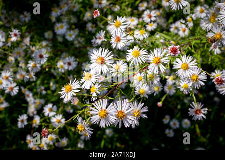 In der Nähe von weißen Aster Blüten im Herbst Sonne, Frankreich Stockfoto