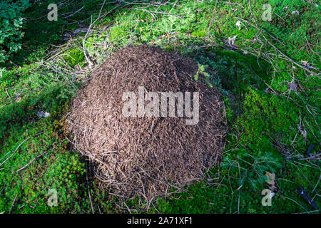 Ameisenhügel der Roten Waldameisen Formica Stockfoto