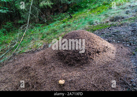 Ameisenhügel der Roten Waldameisen Formica Stockfoto