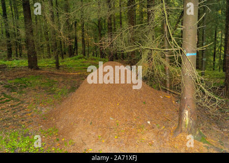 Ameisenhügel der Roten Waldameisen Formica Stockfoto