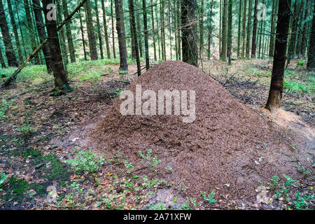 Ameisenhügel der Roten Waldameisen Formica Stockfoto