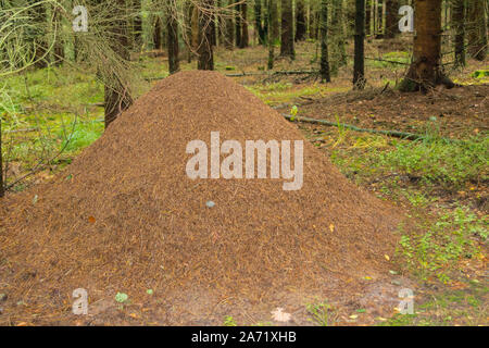 Ameisenhügel der Roten Waldameisen Formica Stockfoto