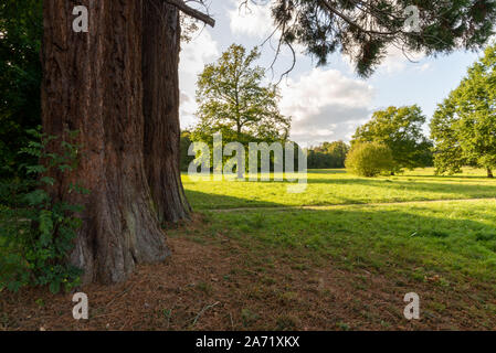 Champs-sur-Marne, Frankreich - Oktober 6, 2019: Mammutbaum framing eine Ansicht auf einen Englischen Park, am Ende einer fallen Nachmittag am Champs-sur-M Stockfoto