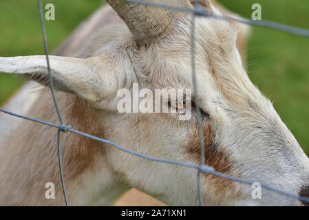 Eine weiße Ziege mit Hörnern sieht durch ein Drahtgitter gegen grüne Hintergrund in einer Weide Stockfoto