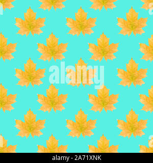 Nahtlose Muster mit Herbst gelb Ahornblätter auf türkis-blauen Hintergrund. Isometrische Hintergrund, Textur Stockfoto