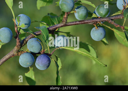 Blau Schlehen wachsen auf einem Zweig der schlehe Baum vor grünem Hintergrund in der Natur Stockfoto