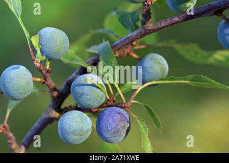 Blau Schlehen wachsen auf einem Zweig der schlehe Baum vor grünem Hintergrund in der Natur Stockfoto