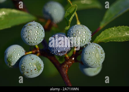 Nahaufnahme des Blauen reife Schlehen hängen mit Wassertropfen auf einem Zweig vor grünem Hintergrund Stockfoto