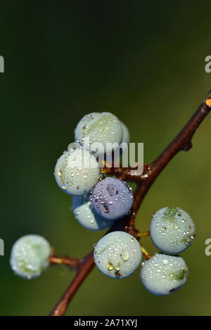 Nahaufnahme des Blauen reife Schlehen hängen mit Wassertropfen auf einem Zweig vor grünem Hintergrund Stockfoto