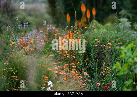 Kniphofia Fiery Fred, Fackellilie, rotes heißes Poker, Orange, röhrenförmige Blumenspitze, Blumen, Blüte, RM-Blumenmuster Stockfoto