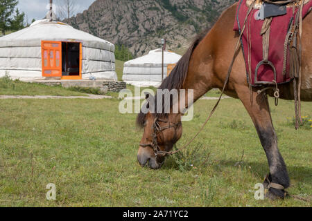 Pferde auf dem Mongolian-Manchurian Grasland Stockfoto