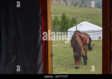 Pferde auf dem Mongolian-Manchurian Grasland Stockfoto