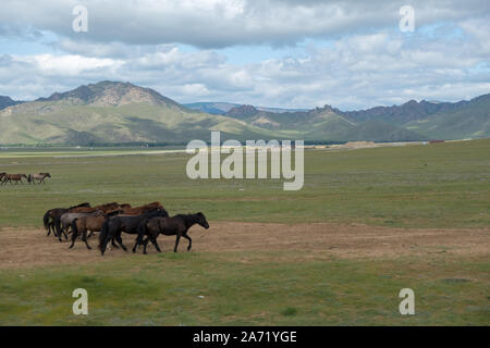 Pferde auf dem Mongolian-Manchurian Grasland Stockfoto