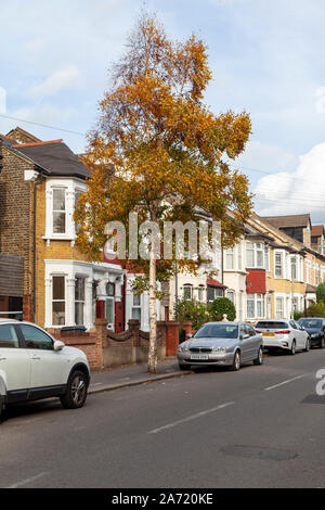 Erman von Birke (Betula costata) Straße Baum im Herbst, Walthamstow, London E 17. Stockfoto