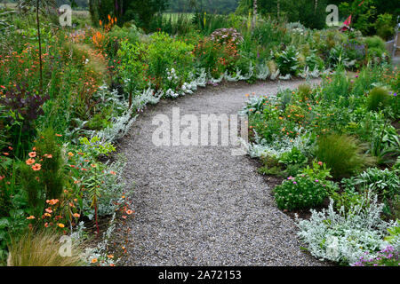 Weg, gesäumt mit, Artemeisia, silber Laub, Jagd Bach Gärten, Wicklow, Irland, Jimi Blake, Plantsman, Garten, Gärten, gemischte Bepflanzung, Ausschreibung, Stockfoto