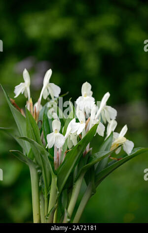 Roscoea Harvington Grège, Hume roscoea Harvington Grège, creme Blumen, auffällige Orchidee - wie Blumen, Blüte, RM Floral Stockfoto