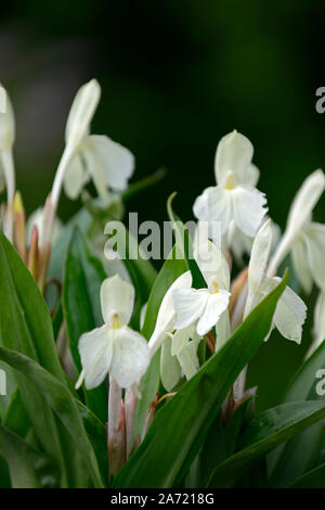 Roscoea Harvington Grège, Hume roscoea Harvington Grège, creme Blumen, auffällige Orchidee - wie Blumen, Blüte, RM Floral Stockfoto