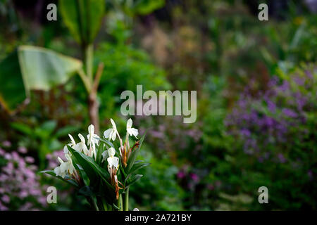 Roscoea Harvington Grège, Hume roscoea Harvington Grège, creme Blumen, auffällige Orchidee - wie Blumen, Blüte, RM Floral Stockfoto