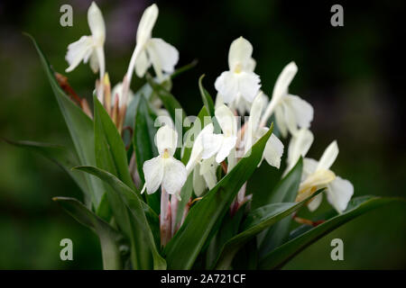 Roscoea Harvington Grège, Hume roscoea Harvington Grège, creme Blumen, auffällige Orchidee - wie Blumen, Blüte, RM Floral Stockfoto