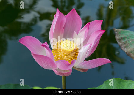 Pink Lotus Blume in einem Teich auf der Insel Bali, Indonesien Stockfoto