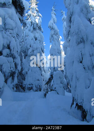 Die schneebedeckten Zweigen auf den Mt. Hemlocks sind so schwer Sie gerade nach unten hängen. Stockfoto