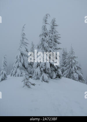 Ein kleines Wäldchen Berg Tannen stehend mit einer schweren Decke von frischen Schnee. In der Nähe der Gipfel von Ghost Kante in den Mt. Haube Wildnis. Stockfoto