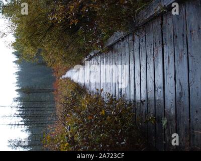 Eine lange führende Linie eines nassen krumm Holzsteg, fast durch farbige fallen Pinsel bedeckt, führt zu und verschwindet in einem immergrünen Wald. Die b Stockfoto