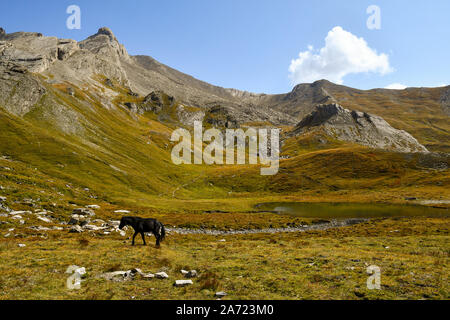 Schwarzes Pferd am Ufer des Pic d'Asti See mit einer Bergkette im Hintergrund in den italienischen Alpen im Sommer, Colle dell'Agnello, Piemont, Italien Stockfoto