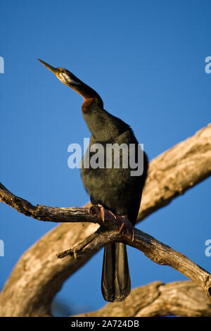 Australasian Darter, manchmal auch die 'Schlange Bird', sitzt in einem toten Baum über einen Fluss, South Eastern Australia. Stockfoto