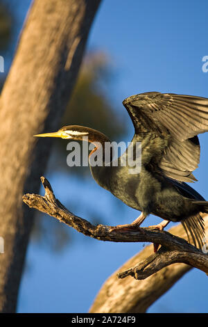 Australasian Schlangenhalsvogel (Anhinga novaehollandiae), die Flügel ausgestreckt, etwa in Flug zu starten, diesen Vogel photographedd in einem alten toten Baum über der Stockfoto