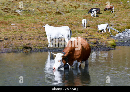 Eine Herde Kühe grasen und trinken am Ufer des Pic d'Asti See in Colle dell'Agnello Mountain Pass im Spätsommer, Chianale, Piemont, Italien Stockfoto