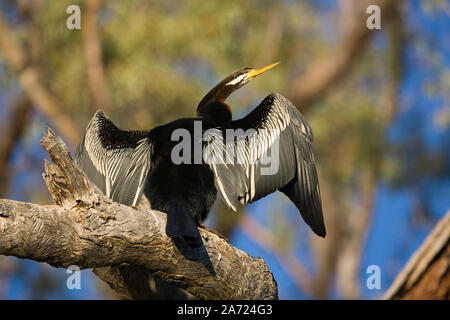 Australasian Schlangenhalsvogel (Anhinga novaehollandiae), hier in typischer Pose gesehen und saß auf einem toten Baum, die Flügel ausgestreckt, aus trocknen. Stockfoto