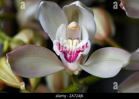 Detaillierte Nahaufnahmen der rosafarbenen und weißen Orchidee. Stockfoto