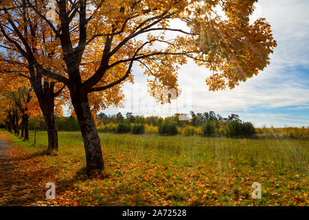 Beautiful alley on a sunny autum day with colorful leaves Stockfoto