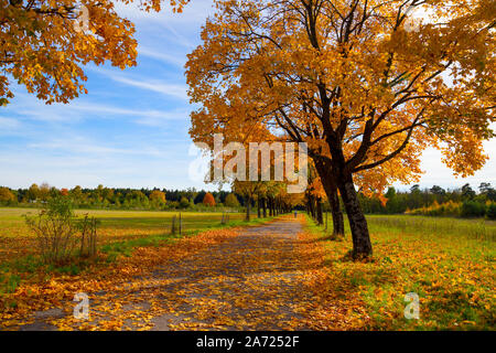 Der Mensch ist mit dem Fahrrad auf einer schönen, sonnigen Tag mit bunten Ahornblätter Stockfoto