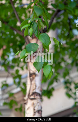 Blätter des Kenai Birke (Betula papyrifera' Kenaica') Street, Westminster, London W1 Stockfoto