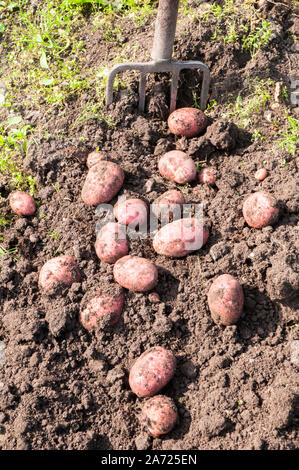 Frisch gegraben Desiree Kartoffeln. Eine Rote Hautfarbe Hauptkultur Kartoffel, die durch Kleingärtner bevorzugt wird Stockfoto