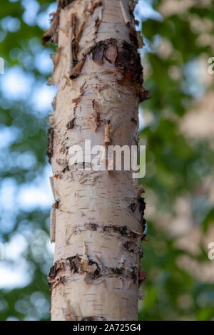 Rinde eines Kenai Birke (Betula papyrifera' Kenaica') Street, Westminster, London W1 Stockfoto