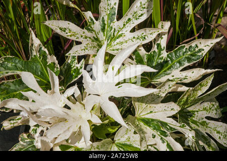 Fatsia japonica Spinnen Web ist eine Pflanze, die hat Weiße und Grüne Blätter ein buschiger Strauch, der Evergreen ist und vollkommen winterhart Stockfoto