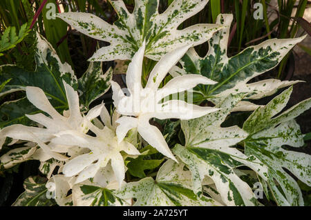 Fatsia japonica Spinnen Web ist eine Pflanze, die hat Weiße und Grüne Blätter ein buschiger Strauch, der Evergreen ist und vollkommen winterhart Stockfoto