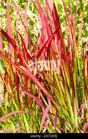 Red Gräser Imperata cylindrica Rubra Roter Baron. Eine mehrjährige Gras, frosthart ist. Stockfoto