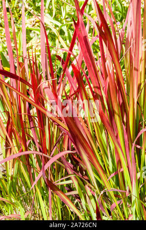 Red Gräser Imperata cylindrica Rubra Roter Baron. Eine mehrjährige Gras, frosthart ist. Stockfoto