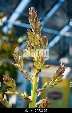 Kleine blühende Palm Tree-Knospen der blauen Agave vor dem Hintergrund eines blauen Zaun Gitter, Defokussieren. Stockfoto