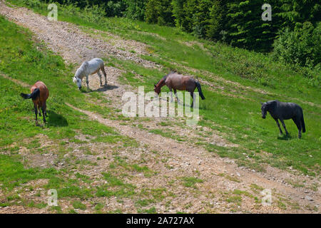 Pferde grasen in der Nähe von Rocky Mountain Road in den ukrainischen Karpaten in der Sommersaison, Ansicht von oben Stockfoto