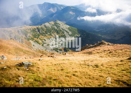 Eine Herde von Tatragemse auf einer Weide in der nebligen Herbst Tal, Niedere Tatra, Slowakei Stockfoto